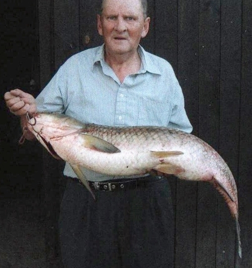 Na rzece Warcie kol. Roman Gębczyński złowił amura o wadze 12,25 kg i 98 cm długości.